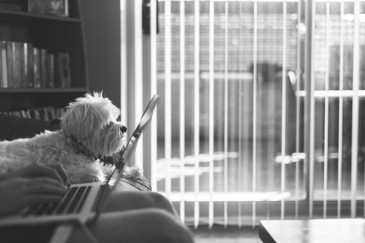 Extending The Use Of New Technology To Keep Dogs Happy And Healthy
