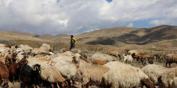 Research Reveals 10,000 Year-Old DNA Genetic Makeup Of Primitive Domesticated Goats