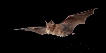 New Discovery Finds The Novel Coronavirus In British Bats