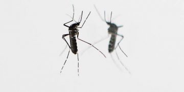 New CRISPR Genetic Tools to Help Contain Mosquito Disease Transmission Created