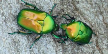 Exotic Beetles Inspire Researchers In Discovering New Cooling Materials