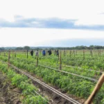 FARMWORKS