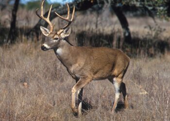 DeerFlow 2.0: ByteDance’s AI Agent Platform Explained