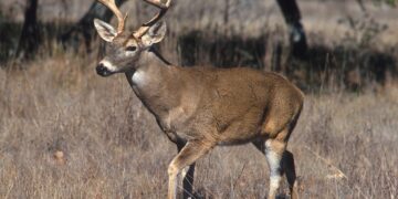 DeerFlow 2.0: ByteDance’s AI Agent Platform Explained
